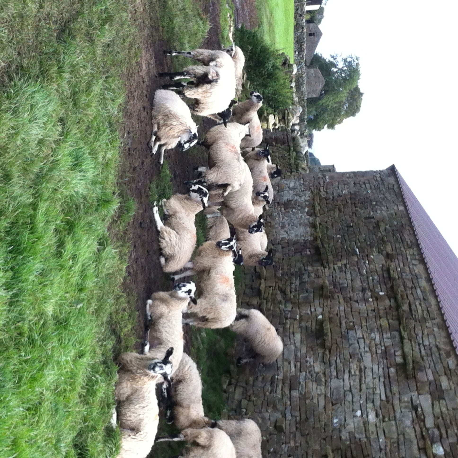 Sheep in the Yorkshire Dales