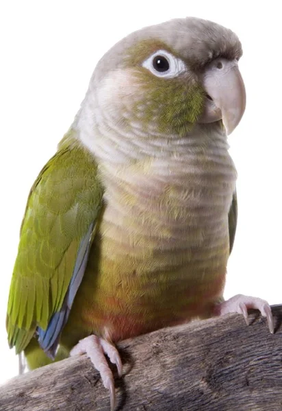 Les problèmes liés à la reproduction chez la conure à joues vertes.