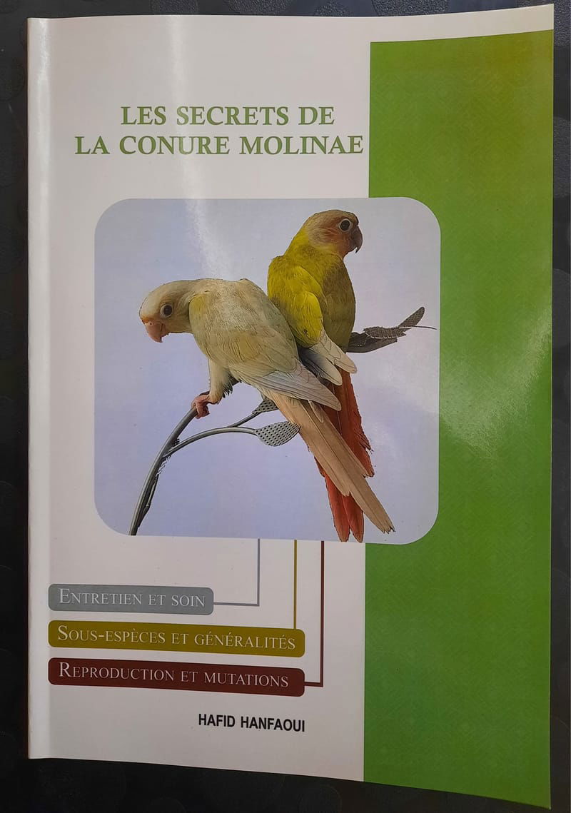 Les secrets de la conure molinae