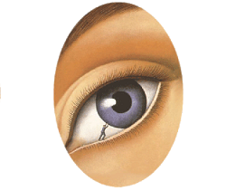 יצירתיות או למות!