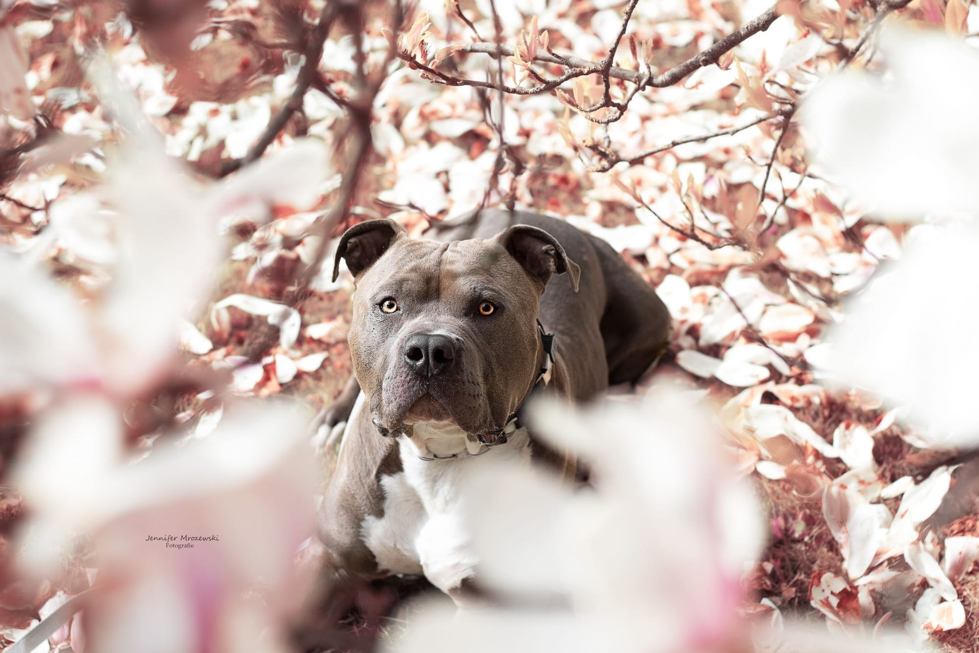 Ablauf einer Behandlung - Hunde