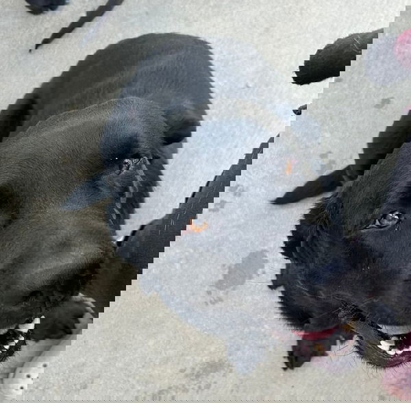 image-gallery-k9-country-club