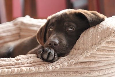 The Benefits of Good Dog Beds image