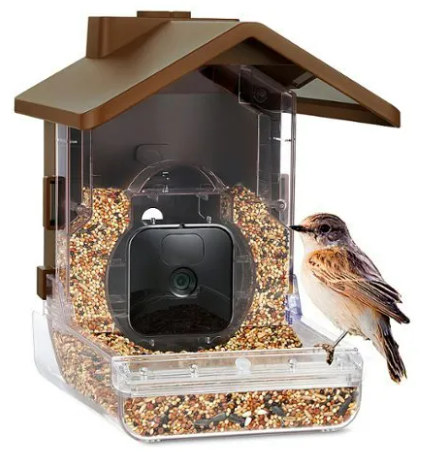 Best Bird Feeder Cameras: A Comprehensive Review