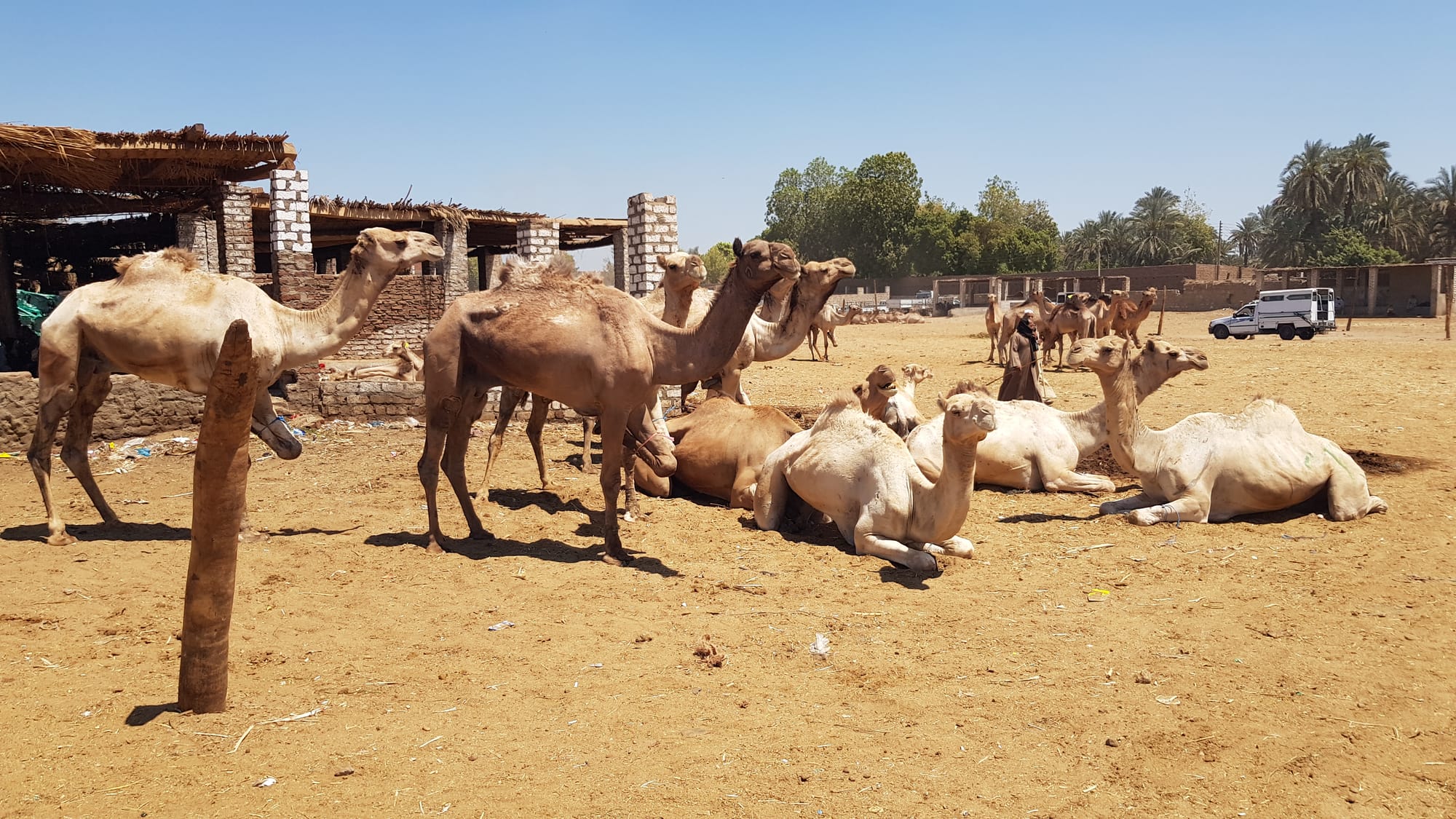 Kamelmarket in Darau bei Kom Ombo