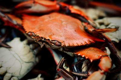 How to Set Up a Business of Selling Crabs' Meat and Delicious Menus image