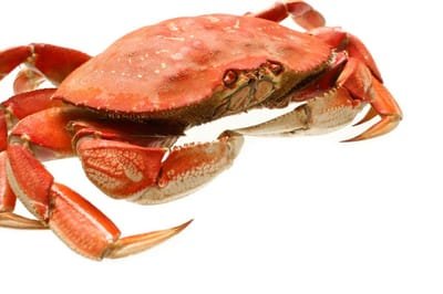 How To Buy And Store Crabs? image
