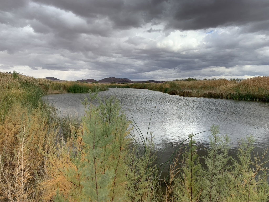 Wetlands Las Vegas