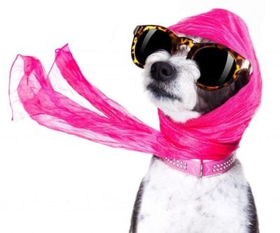 Get Designer Dog Fashion And Keep Your Pet Protected And Stylish image