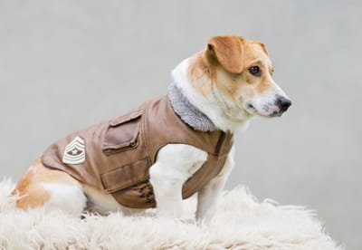 Find Out the Different Types of Dog Coats You Could Find In the Pet Boutiques Today image