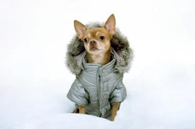 What to Consider When Selecting Designer Fashion for Dogs? image