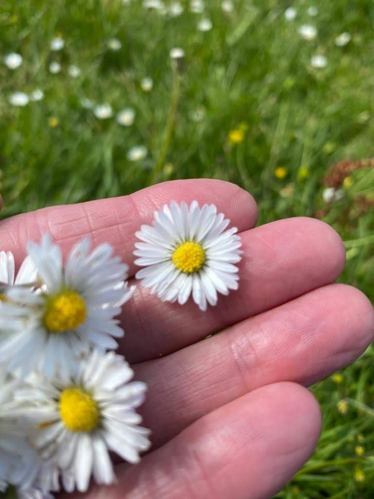Junior Herbalist Club, Amersham