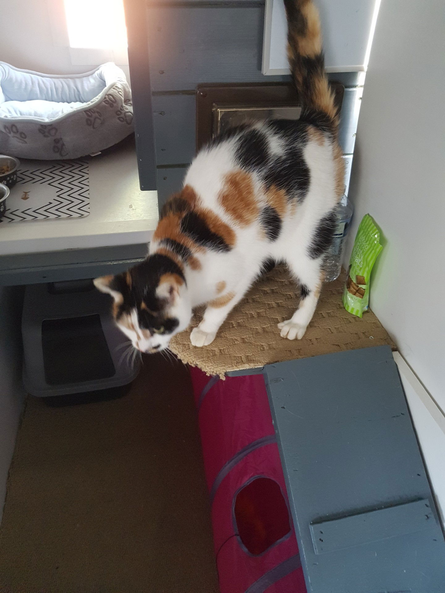 Garforth cattery Garforth catteries