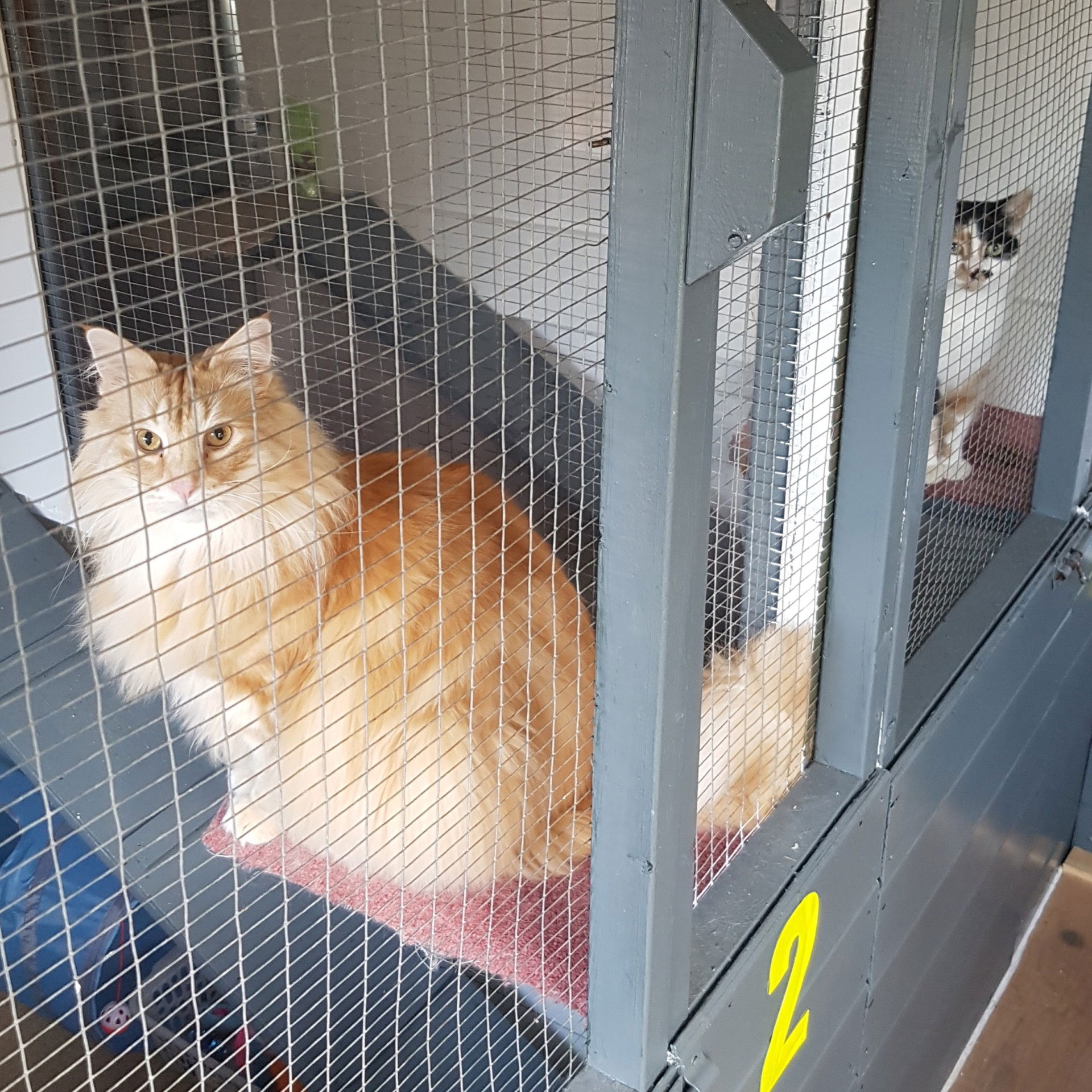 Garforth cattery Garforth catteries