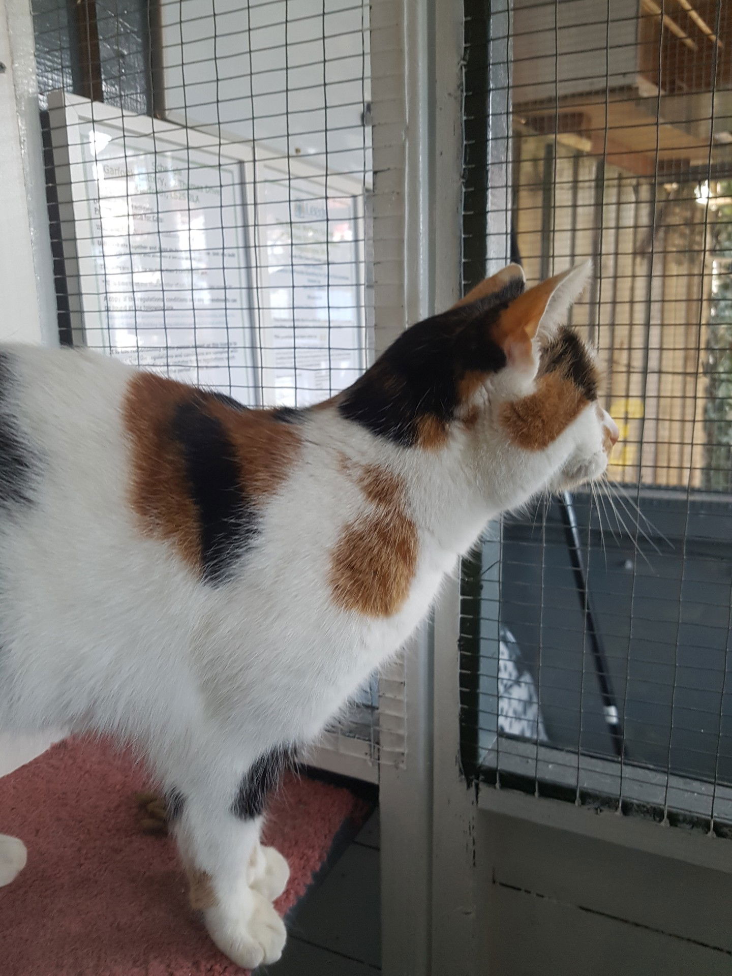 Garforth cattery Garforth catteries