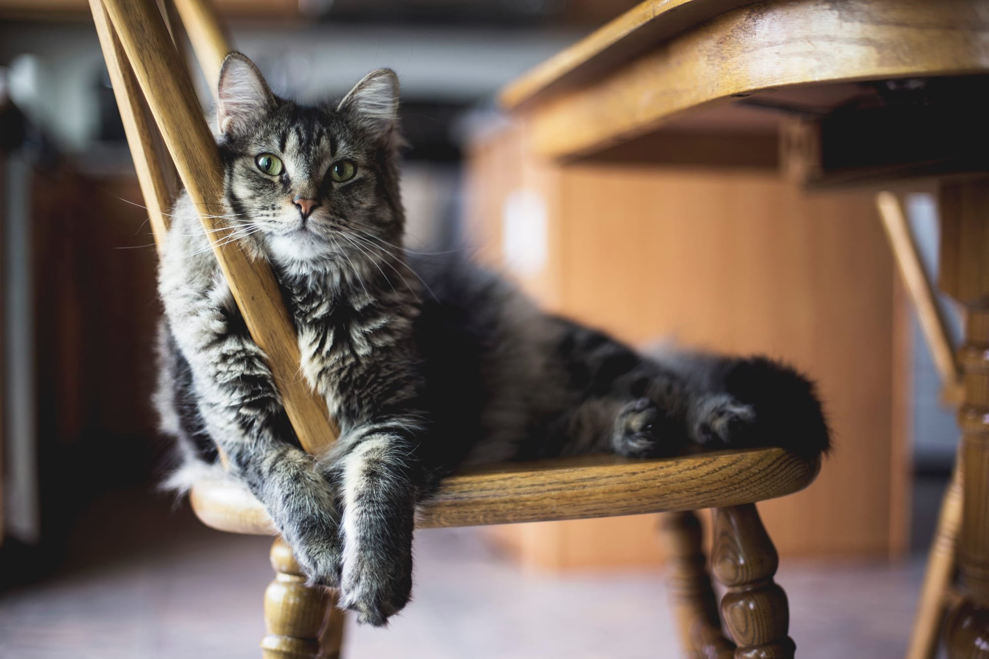 Fleas and Tick Prevention for Cats