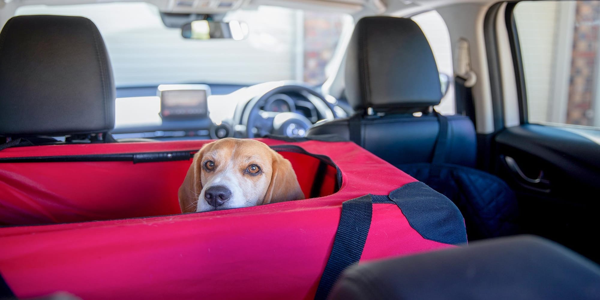 7 Car Seats Types for Your Dog's Ultimate Safety and Comfort