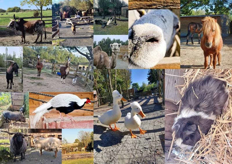 Association La Ferme Extraordinaire Venez Vous Ressourcer Dans Un Association La Ferme Extraordinaire Venez Vous Ressourcer Dans Un