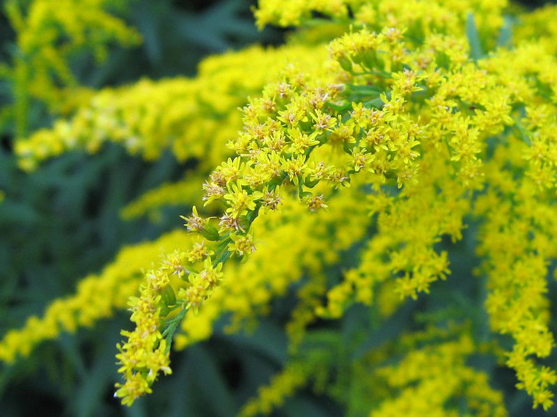 Solidago canadensis 'Golden Baby' - Burge Countryside Plants