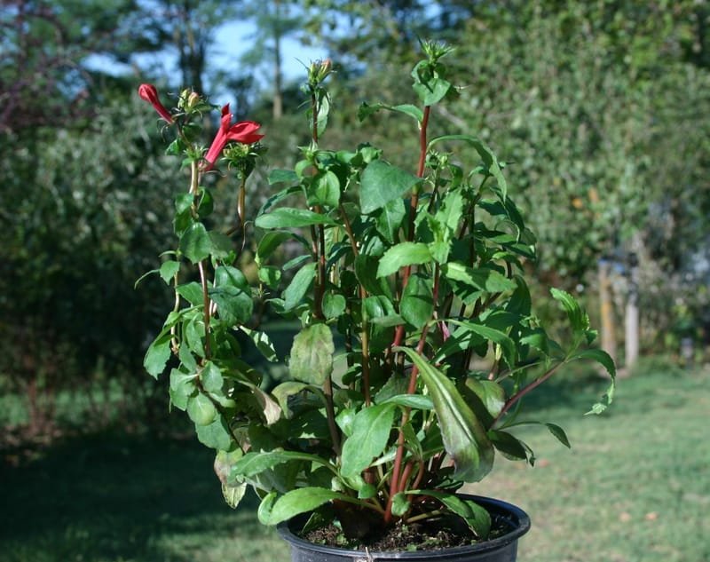 Lobelia x speciosa 'Starship Scarlet' - Burge Countryside Plants