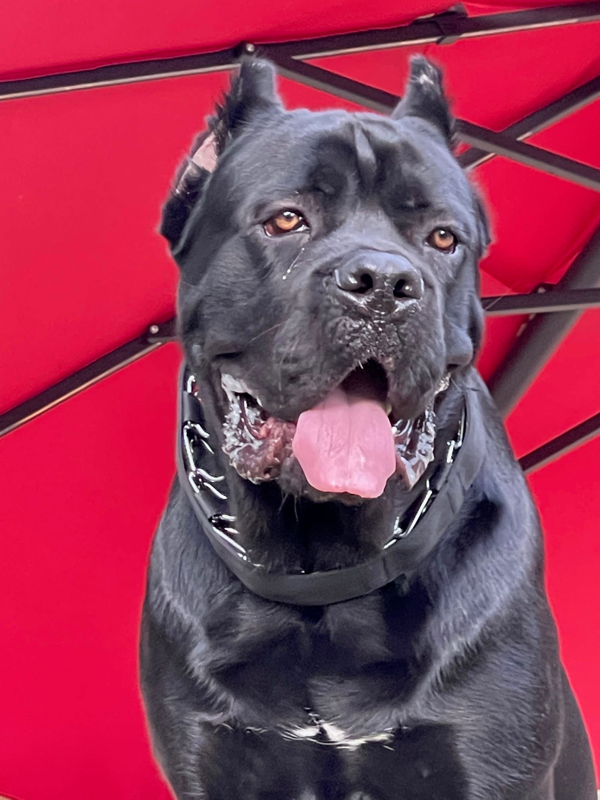 Vulcan clearance cane corso