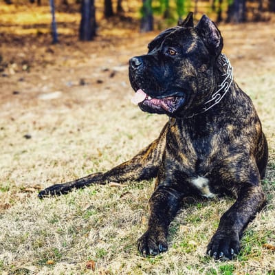 Southern justice best sale cane corso