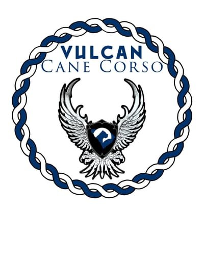 Vulcan Cane Corso