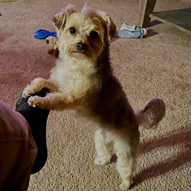 Our Pups in the wild Best Friends Kennels