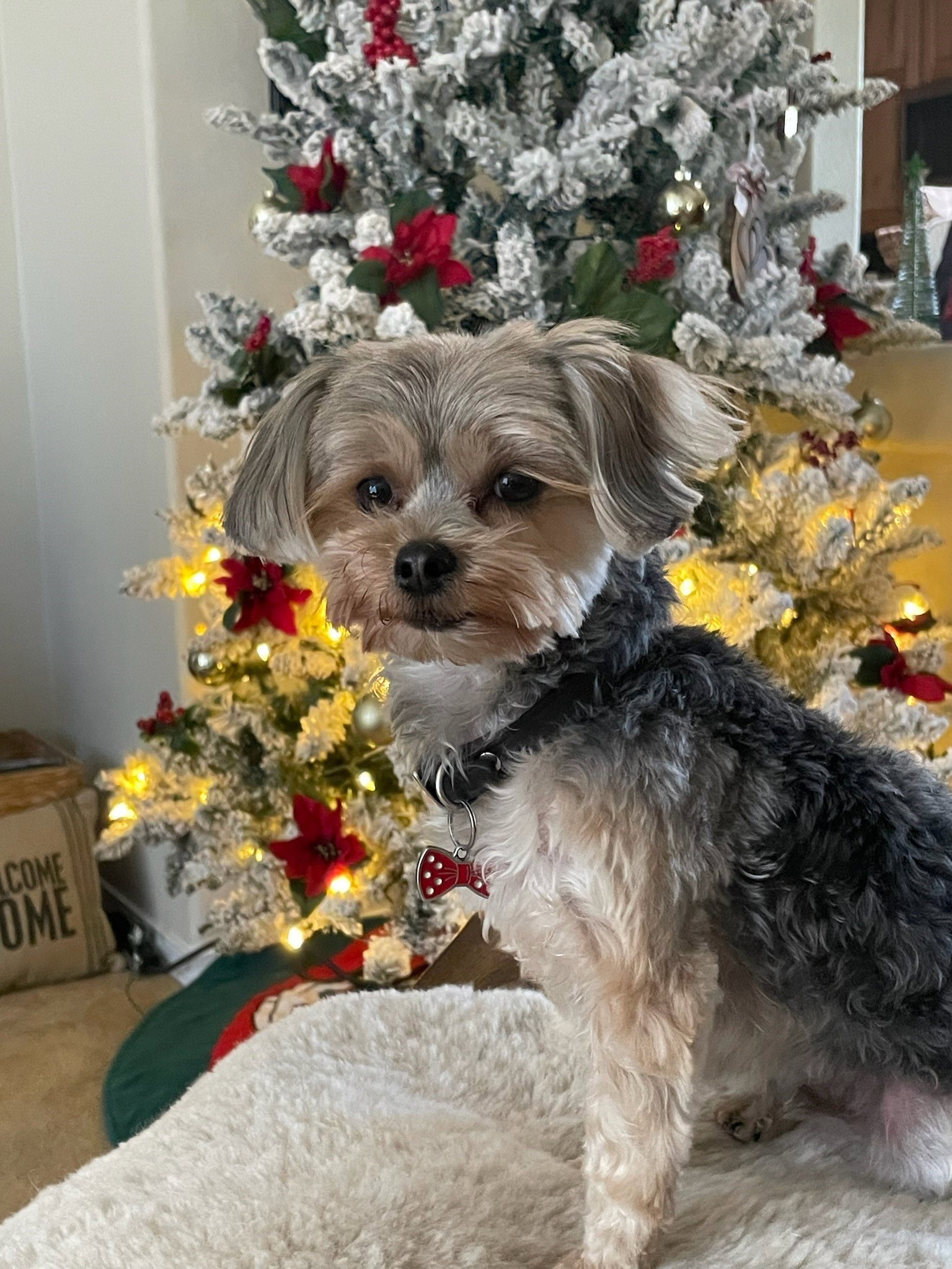 Our Pups in the wild Best Friends Kennels