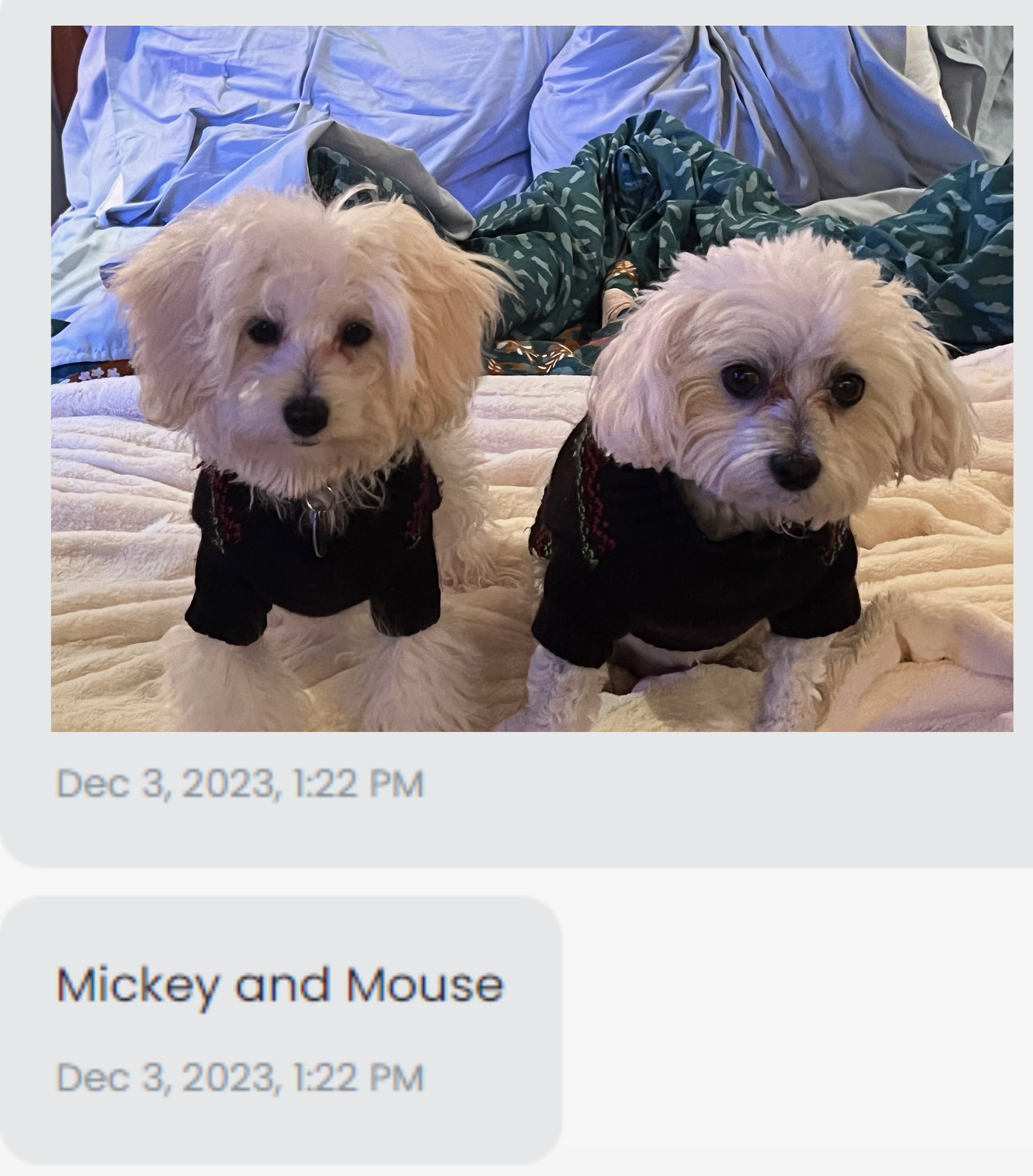 Our Pups in the wild Best Friends Kennels