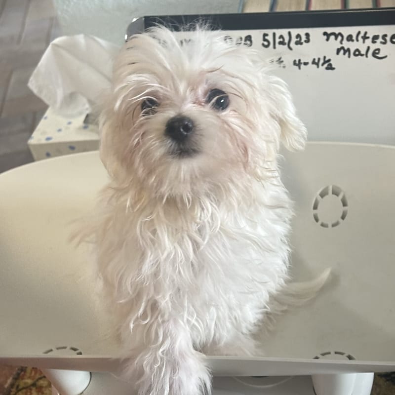 Maltese Best Friends Kennels