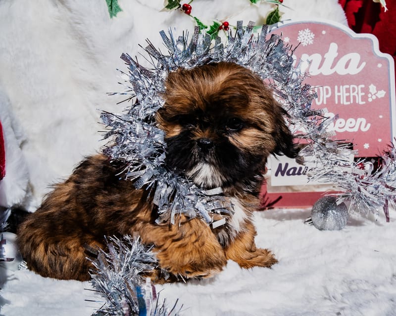 Sherlock the Shih Tzu Best Friends Kennels
