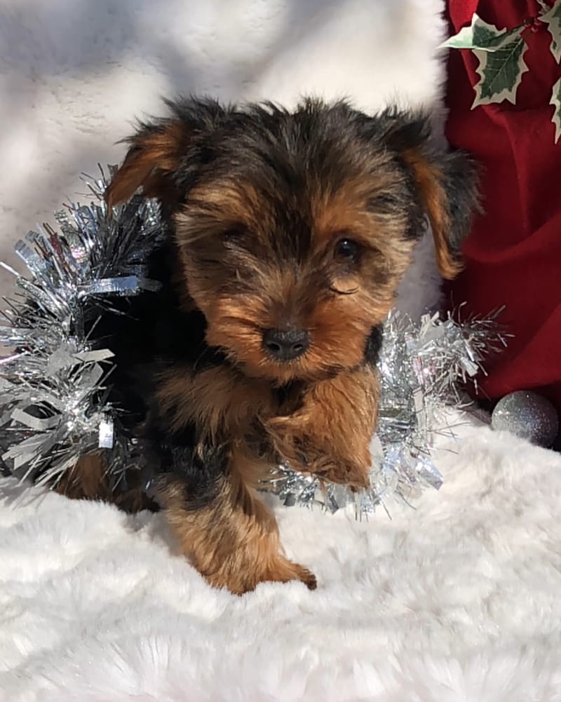 Bear Best Friends Kennels