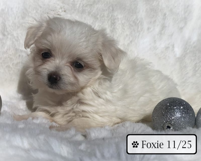 Roxie Best Friends Kennels