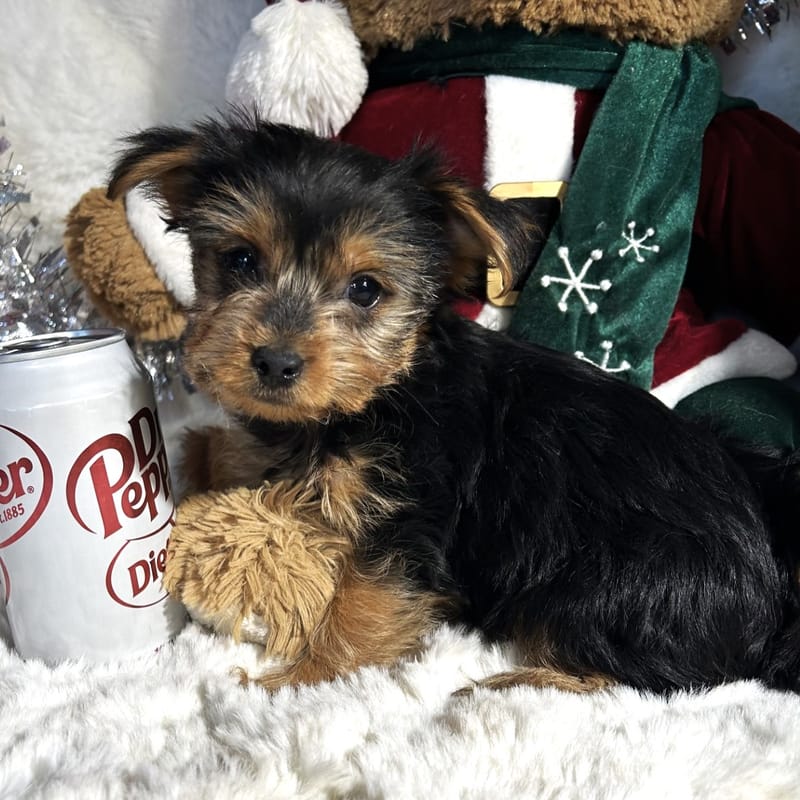 Lexi the Toy Yorkie Best Friends Kennels