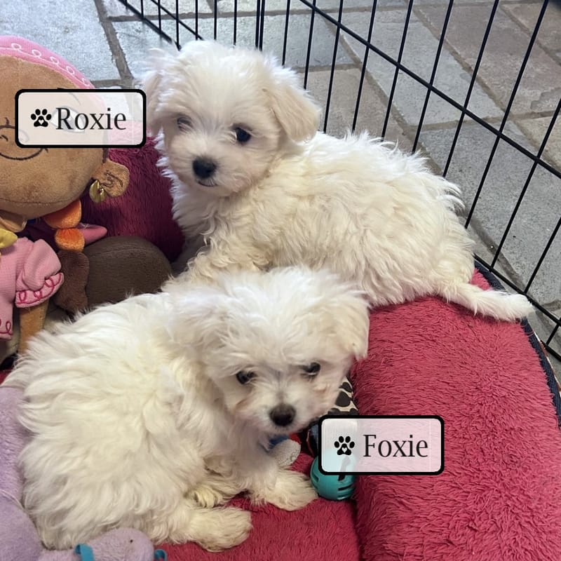 Roxie Best Friends Kennels