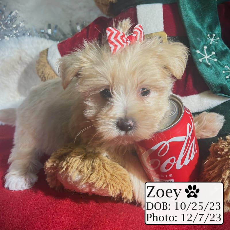 Zoey the Morkiepoo Best Friends Kennels