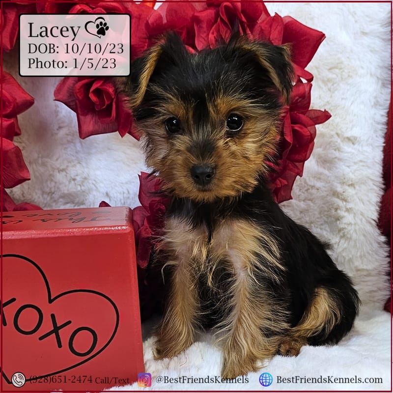 Lacey the Toy Yorkie Best Friends Kennels