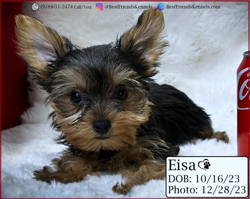 Eisa the Teacup Yorkie Best Friends Kennels