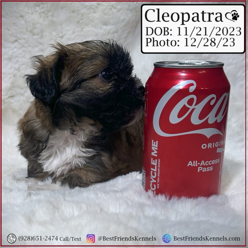 Cleopatra the Malshi Best Friends Kennels