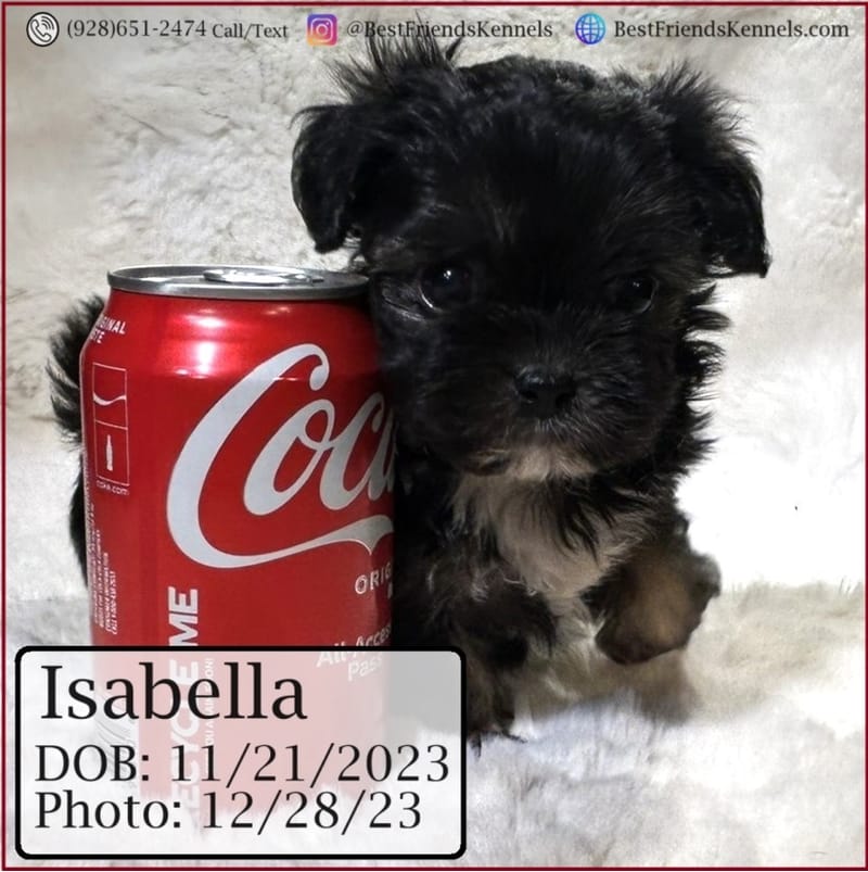 Victoria Best Friends Kennels