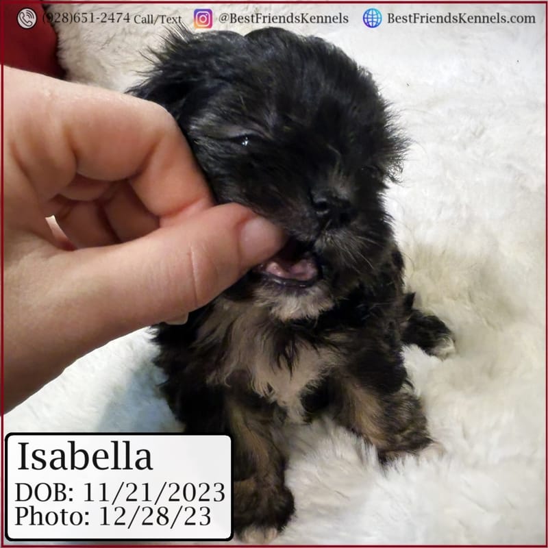 Victoria Best Friends Kennels