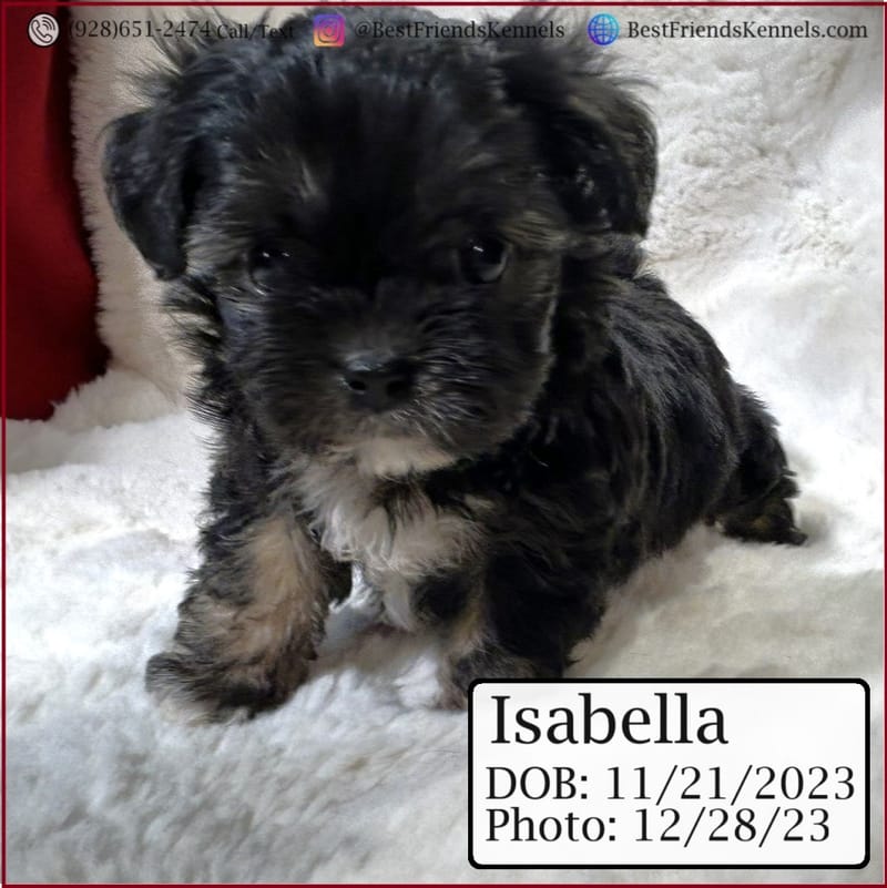 Victoria Best Friends Kennels