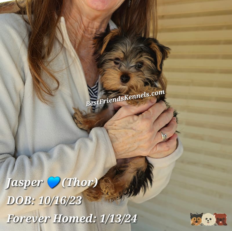 Jasper (Thor) Best Friends Kennels