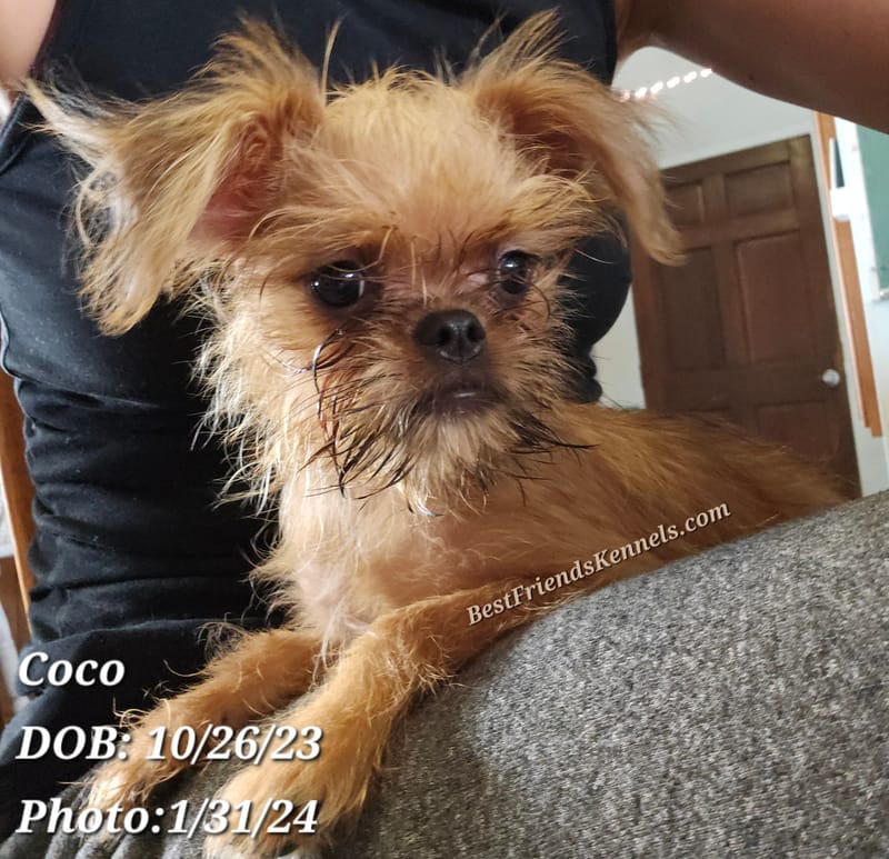 Coco Best Friends Kennels