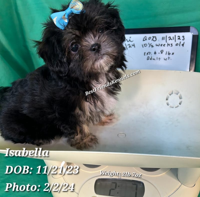 Victoria Best Friends Kennels