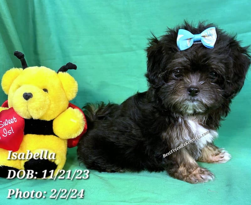 Victoria Best Friends Kennels