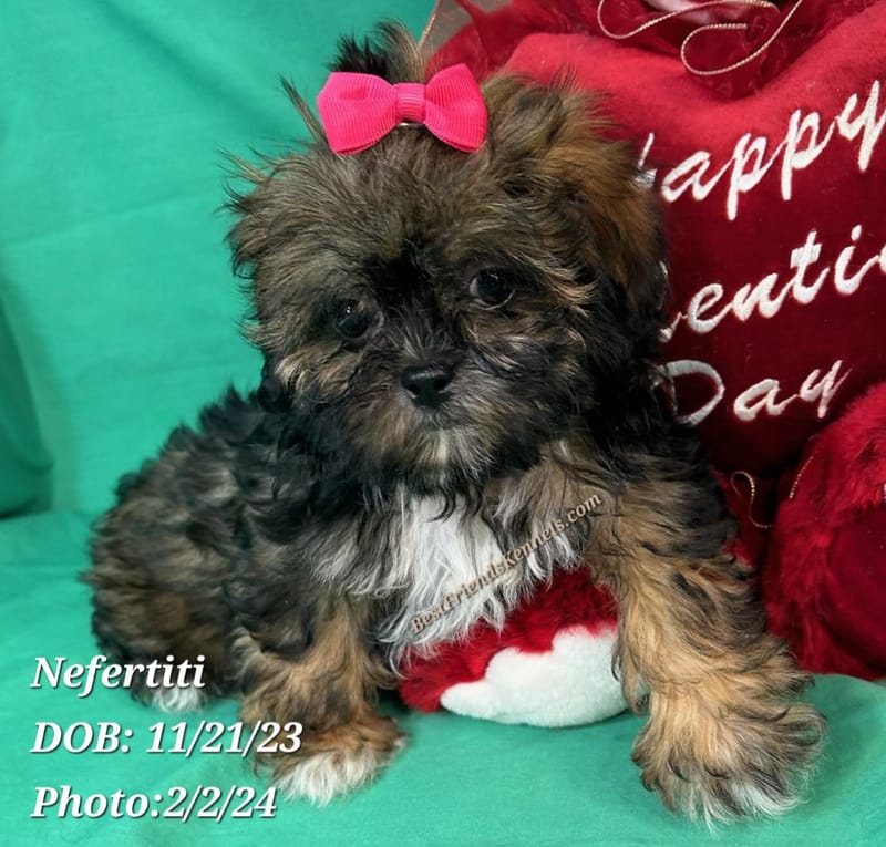 Victoria Best Friends Kennels