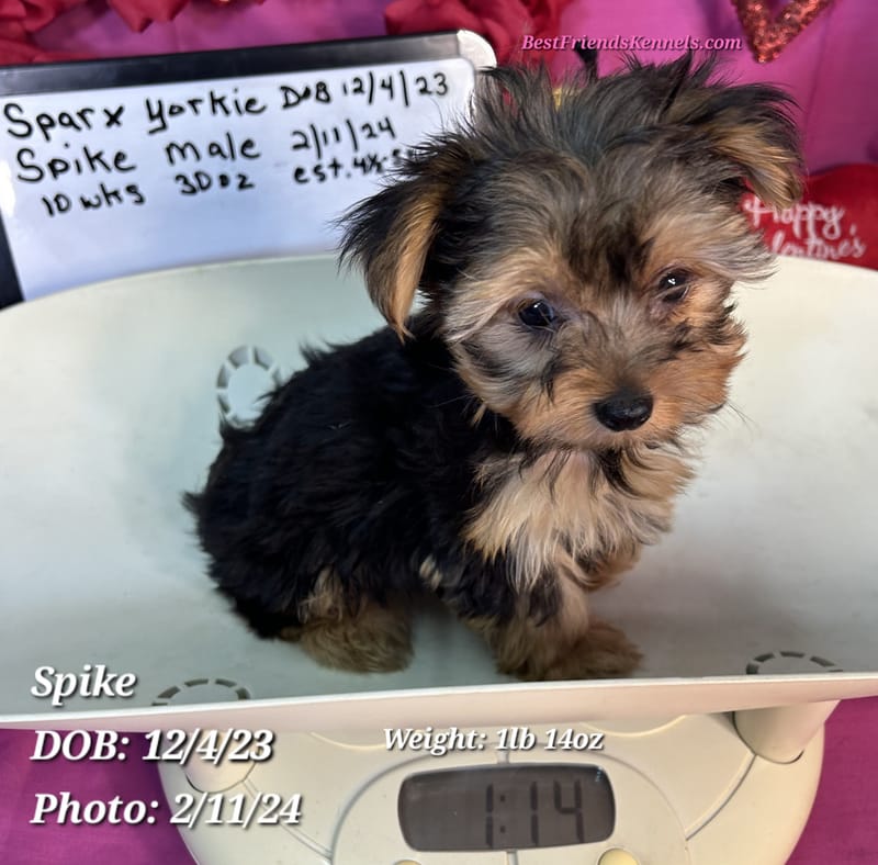 Bella Grace (Sapphire) Best Friends Kennels