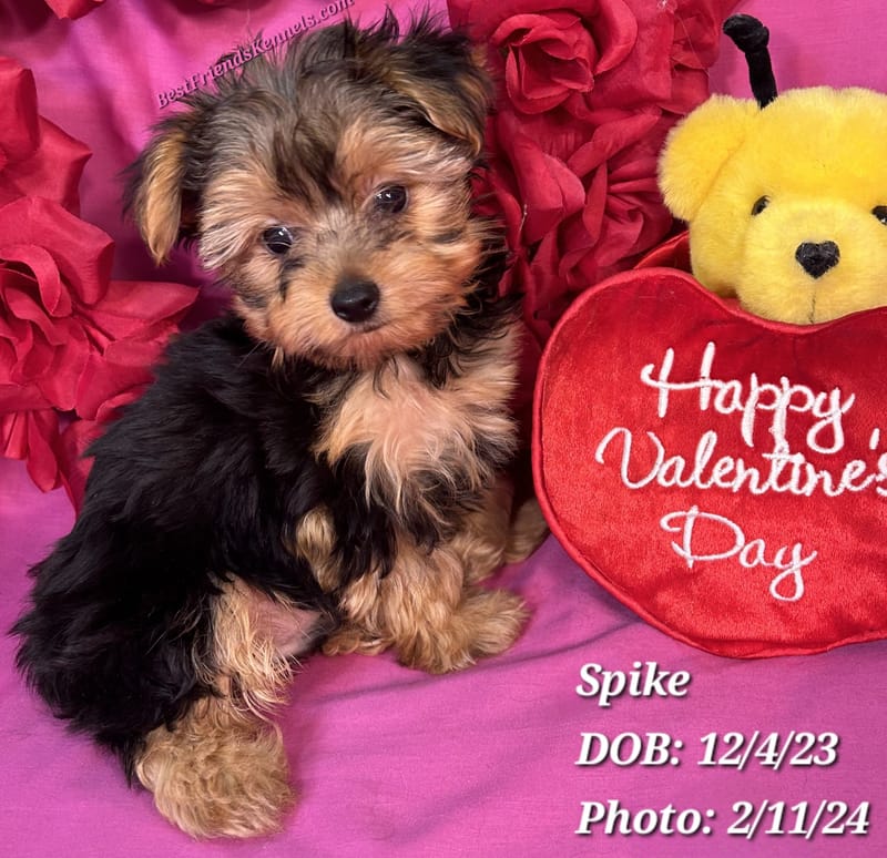 Bella Grace (Sapphire) Best Friends Kennels